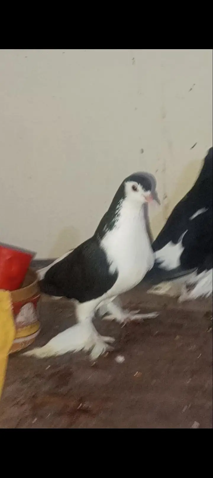 Lahori Sherazi Breader Pair urgent sale — photo 3