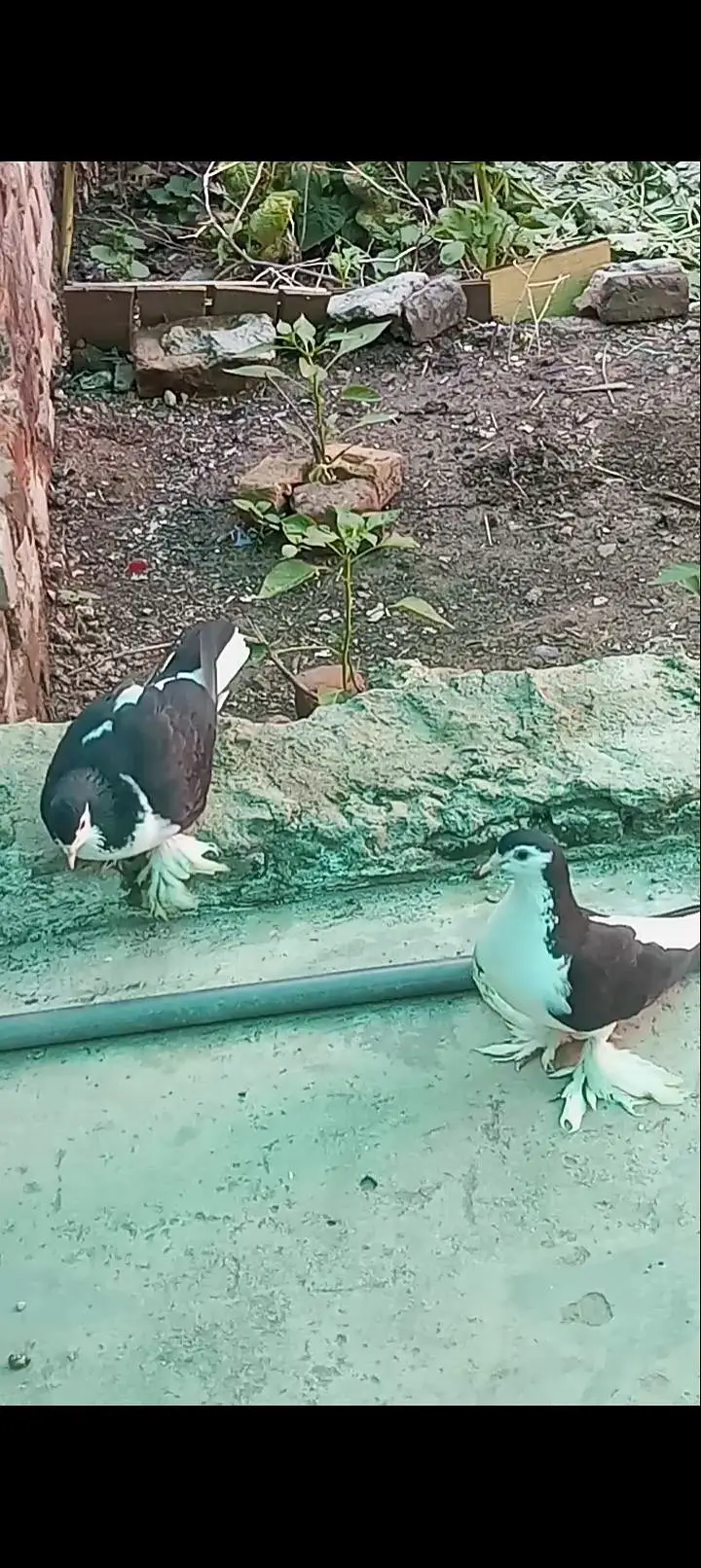 Lahori Sherazi Breader Pair urgent sale — photo 5