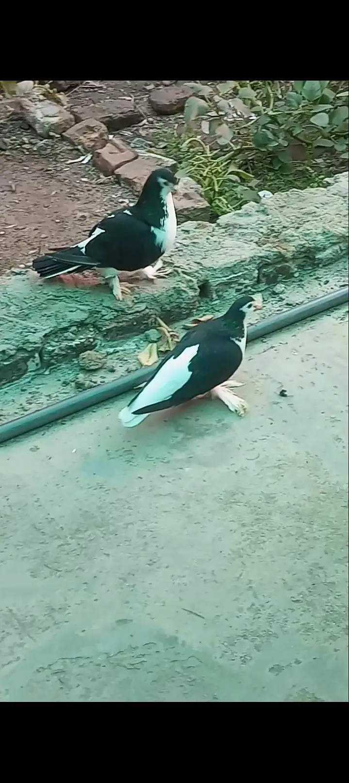 Lahori Sherazi Breader Pair urgent sale — photo 6