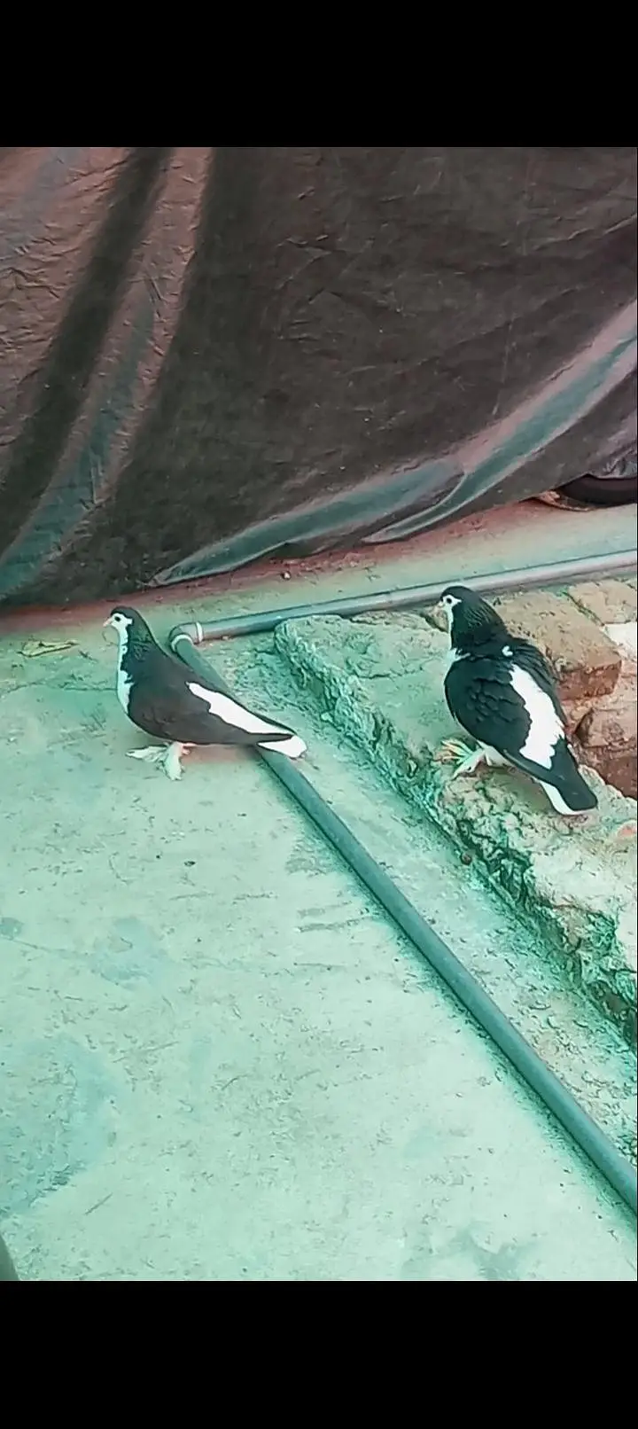 Lahori Sherazi Breader Pair urgent sale — photo 7