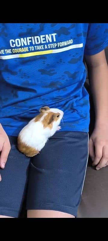 Hamster male with cage for sale
