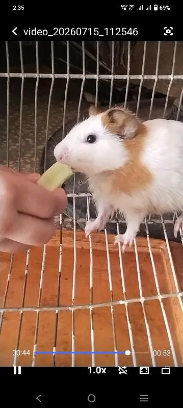Hamster male with cage for sale — photo 2