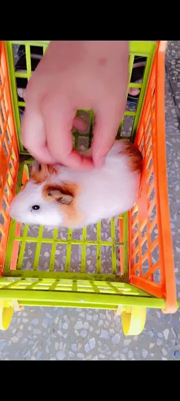 Hamster male with cage for sale — photo 3