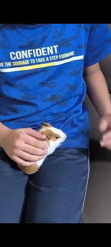 Hamster male with cage for sale — photo 6