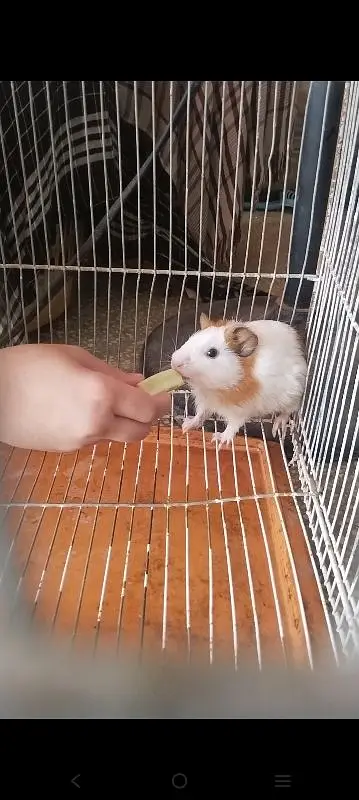 Hamster male with cage for sale — photo 8