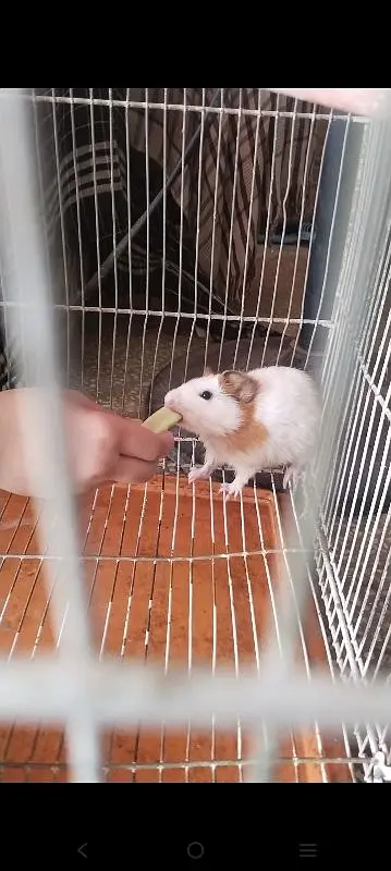 Hamster male with cage for sale — photo 9