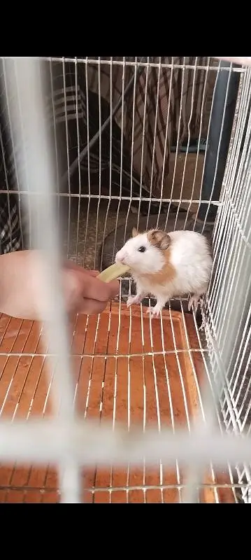 Hamster male with cage for sale — photo 10