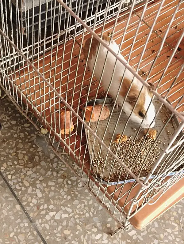Hamster male with cage for sale — photo 11