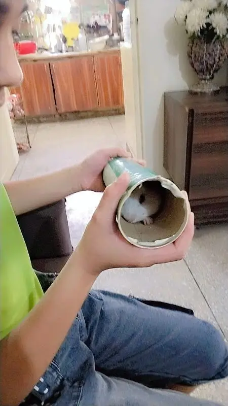Hamster male with cage for sale — photo 12