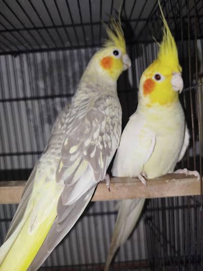 Cocktail Breeder Pair Common White Male with Common Pearl Female