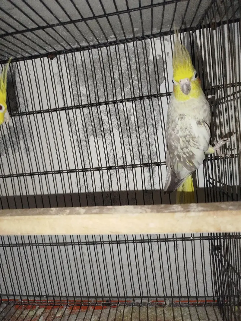 Cocktail Breeder Pair Common White Male with Common Pearl Female — photo 2