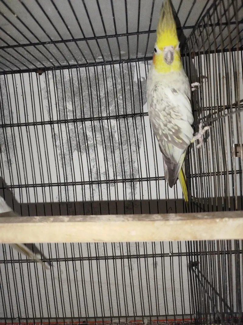 Cocktail Breeder Pair Common White Male with Common Pearl Female — photo 4
