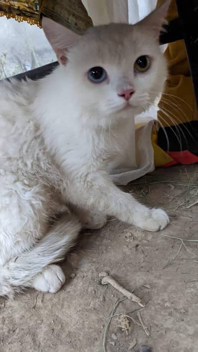 white male Persian 2 coat odd eyes