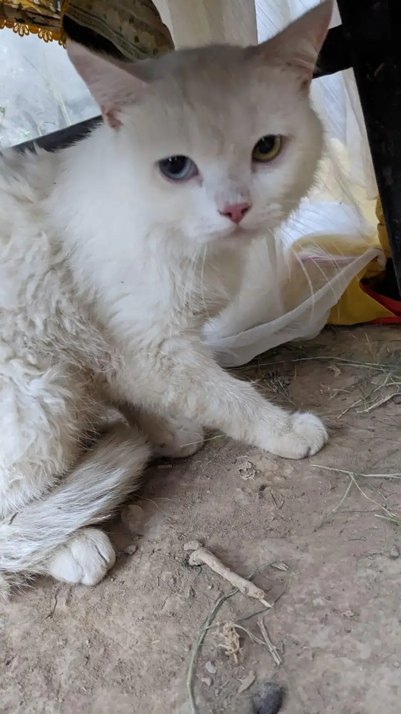 white male Persian 2 coat odd eyes — photo 2