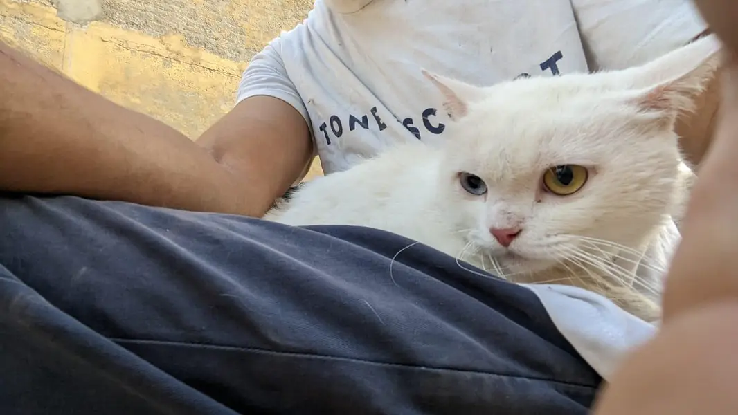 white male Persian 2 coat odd eyes — photo 3