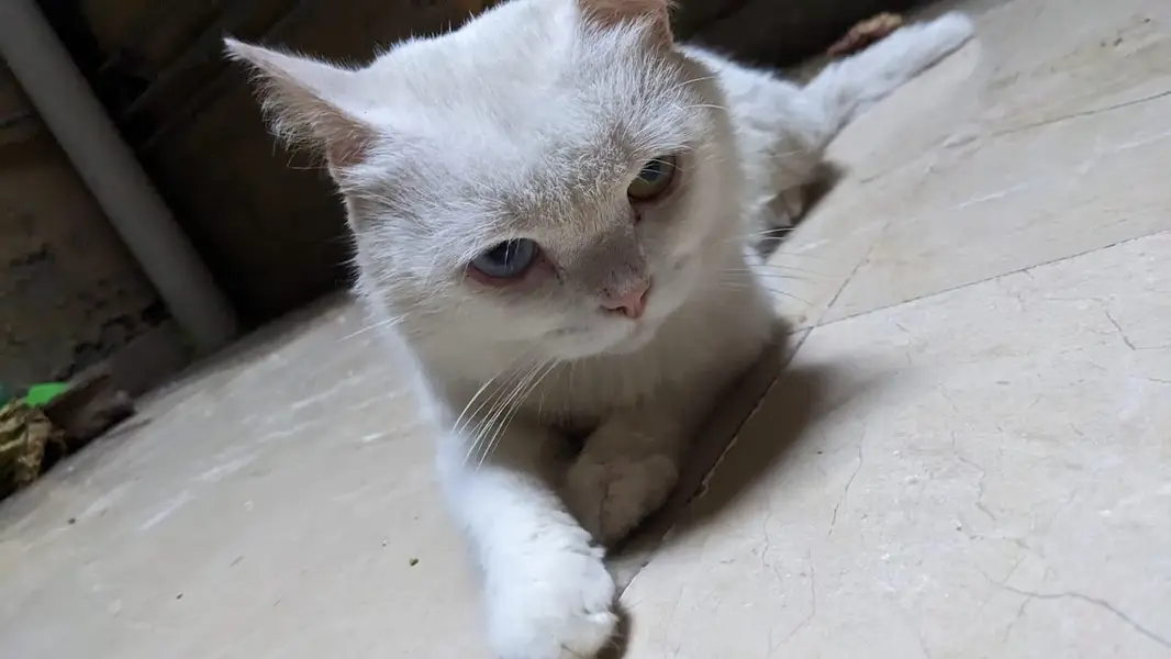 white male Persian 2 coat odd eyes — photo 4