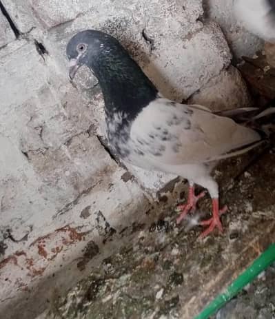 Teddy Kamagar faqeer gul kanto waly Breeder nar madiyan