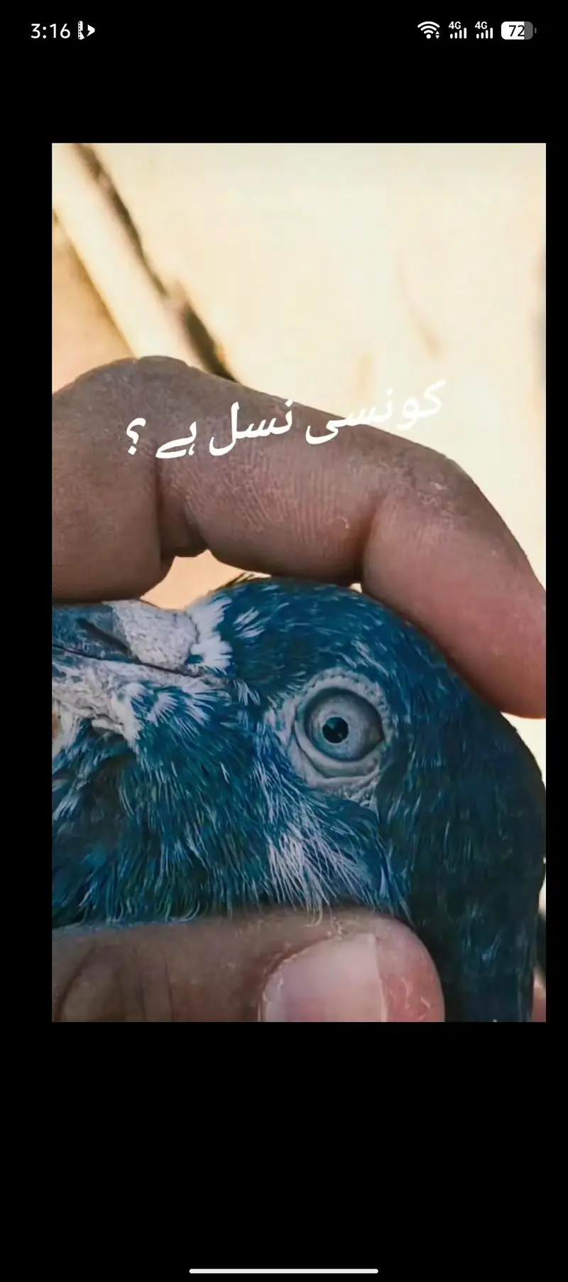 Teddy Kamagar faqeer gul kanto waly Breeder nar madiyan — photo 5
