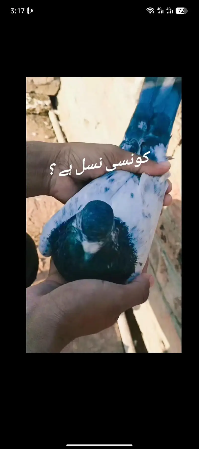 Teddy Kamagar faqeer gul kanto waly Breeder nar madiyan — photo 6