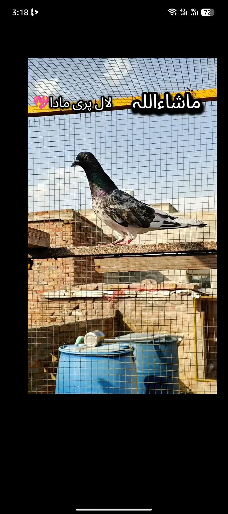 Teddy Kamagar faqeer gul kanto waly Breeder nar madiyan — photo 8