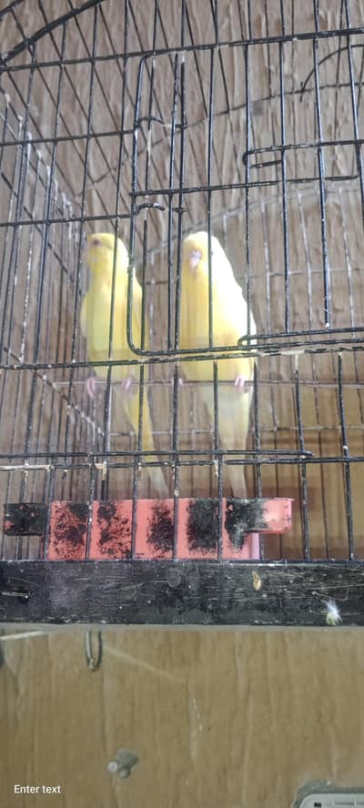 yellow budgie pair red eye