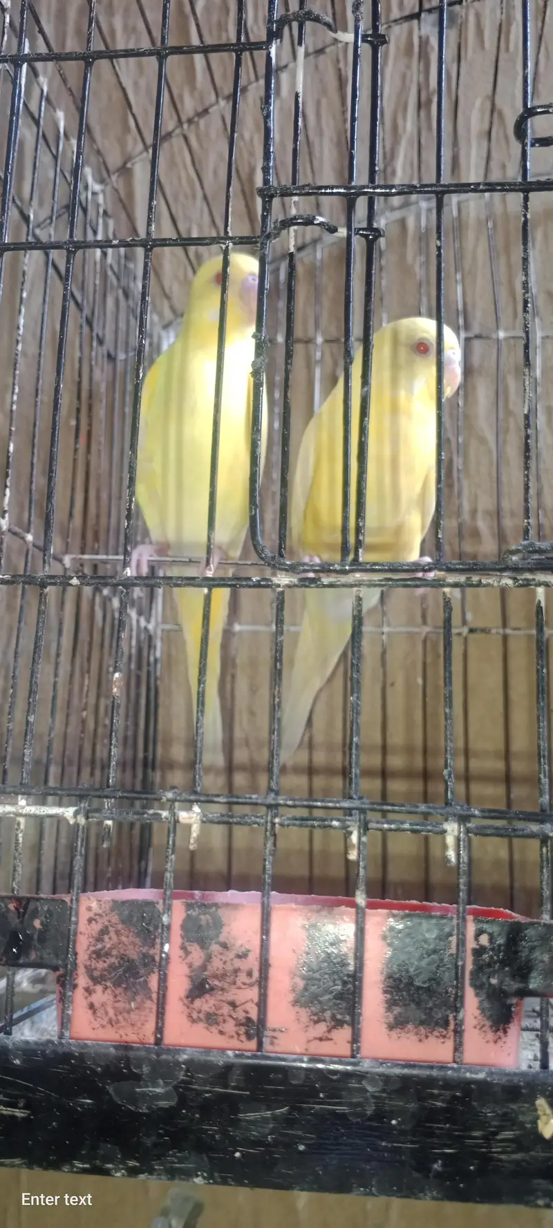 yellow budgie pair red eye — photo 2