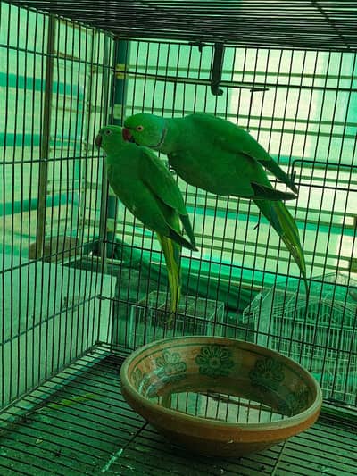 green parrots final 12k /0332/15595/20/ chaske wale dour rhe plz