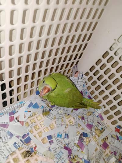green ringneck chick
