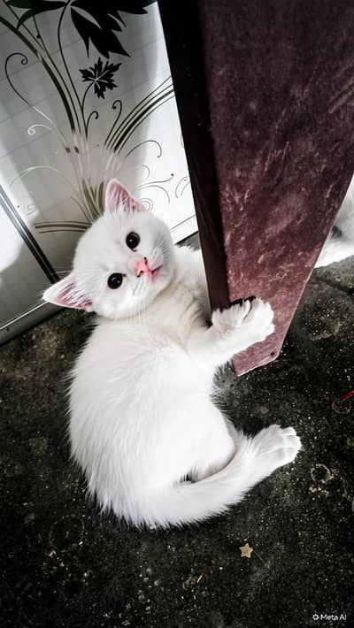 Cute Kittens For Sale