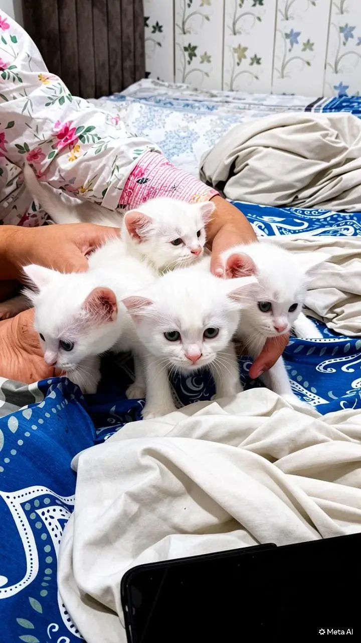 Cute Kittens For Sale — photo 2