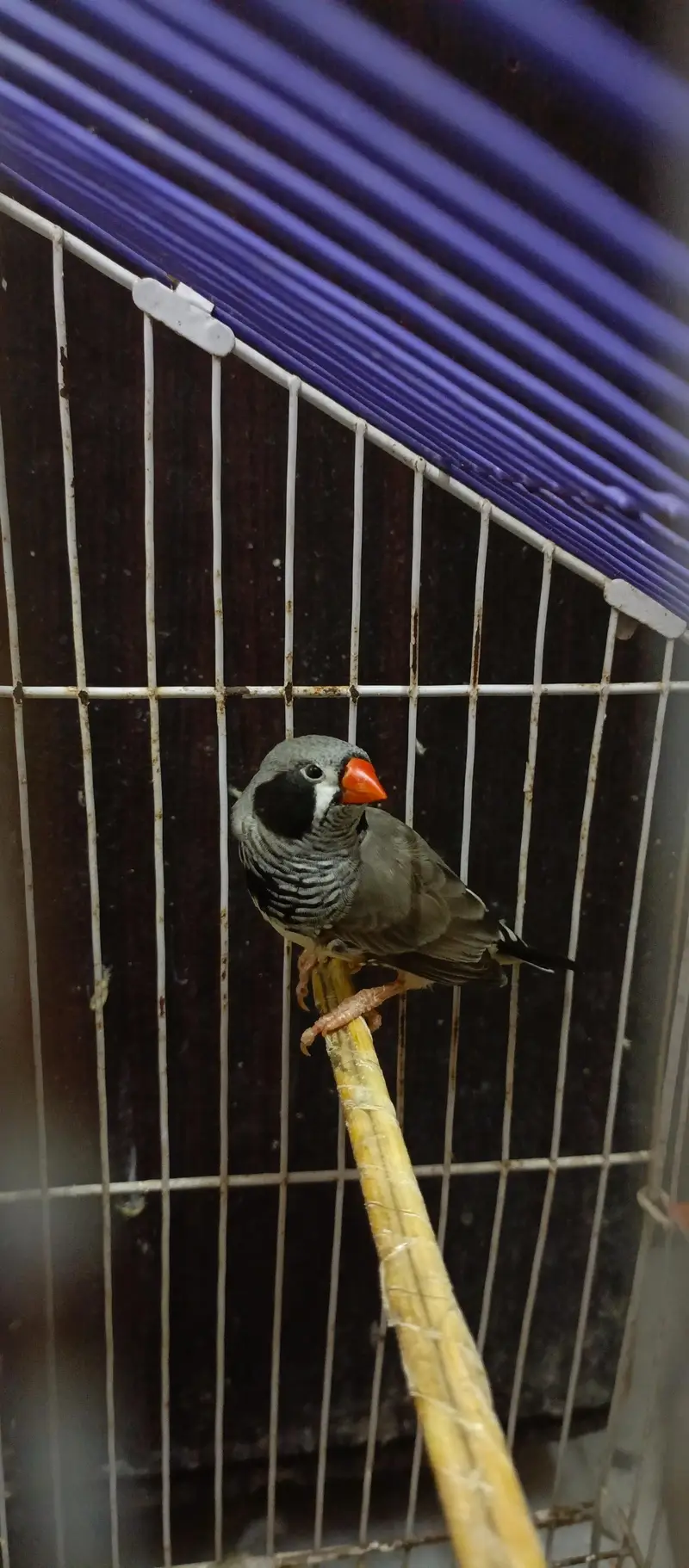 Black Cheek Zebra Finches / Complete Setup