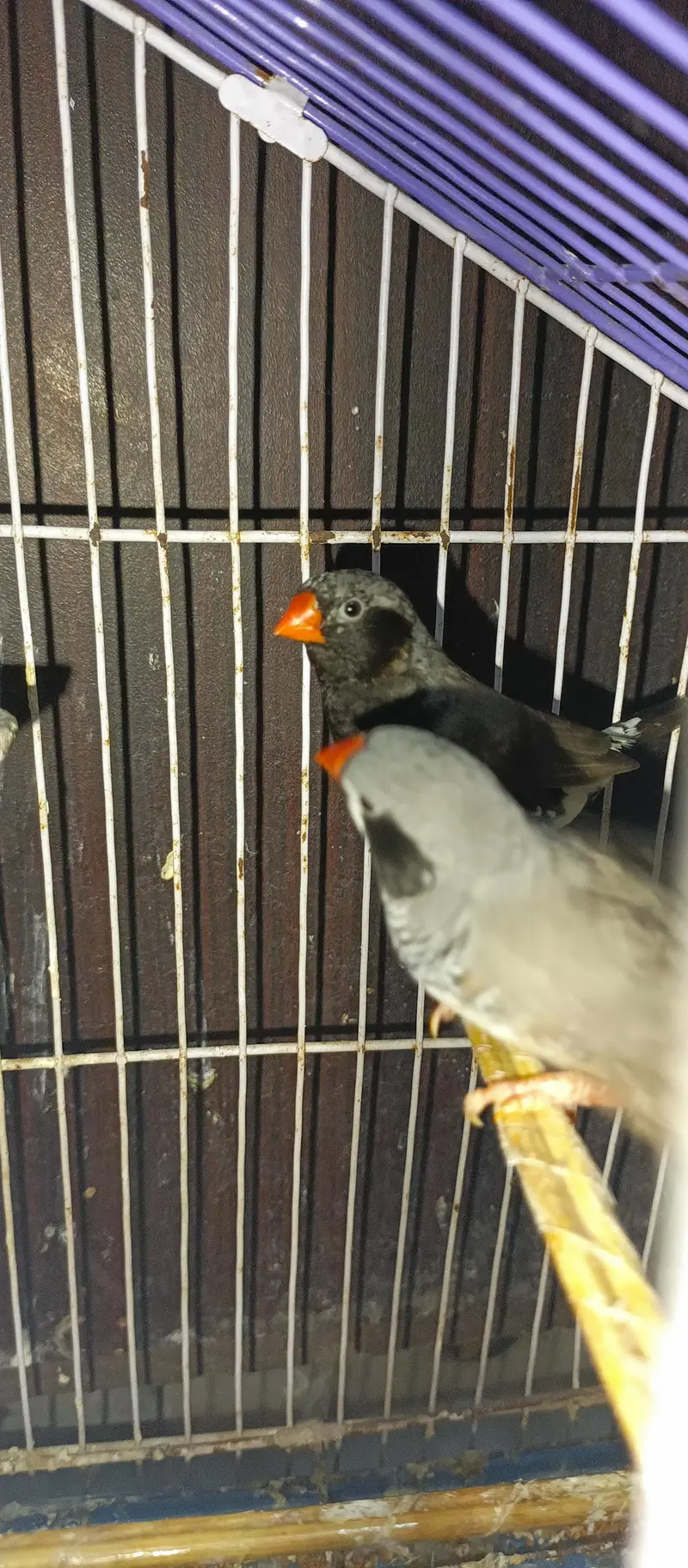 Black Cheek Zebra Finches / Complete Setup — photo 2
