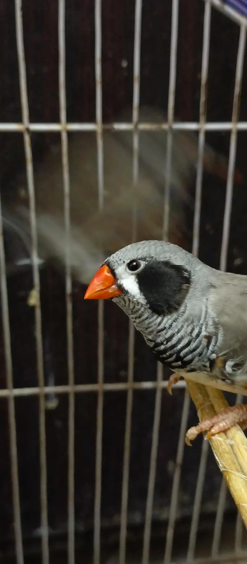 Black Cheek Zebra Finches / Complete Setup — photo 3