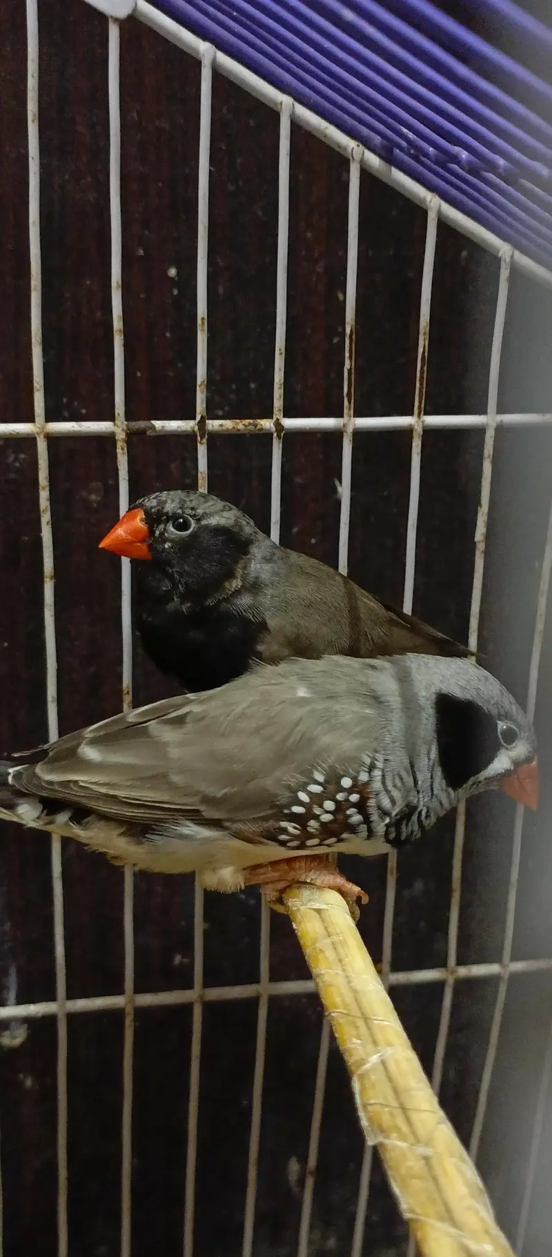 Black Cheek Zebra Finches / Complete Setup — photo 4