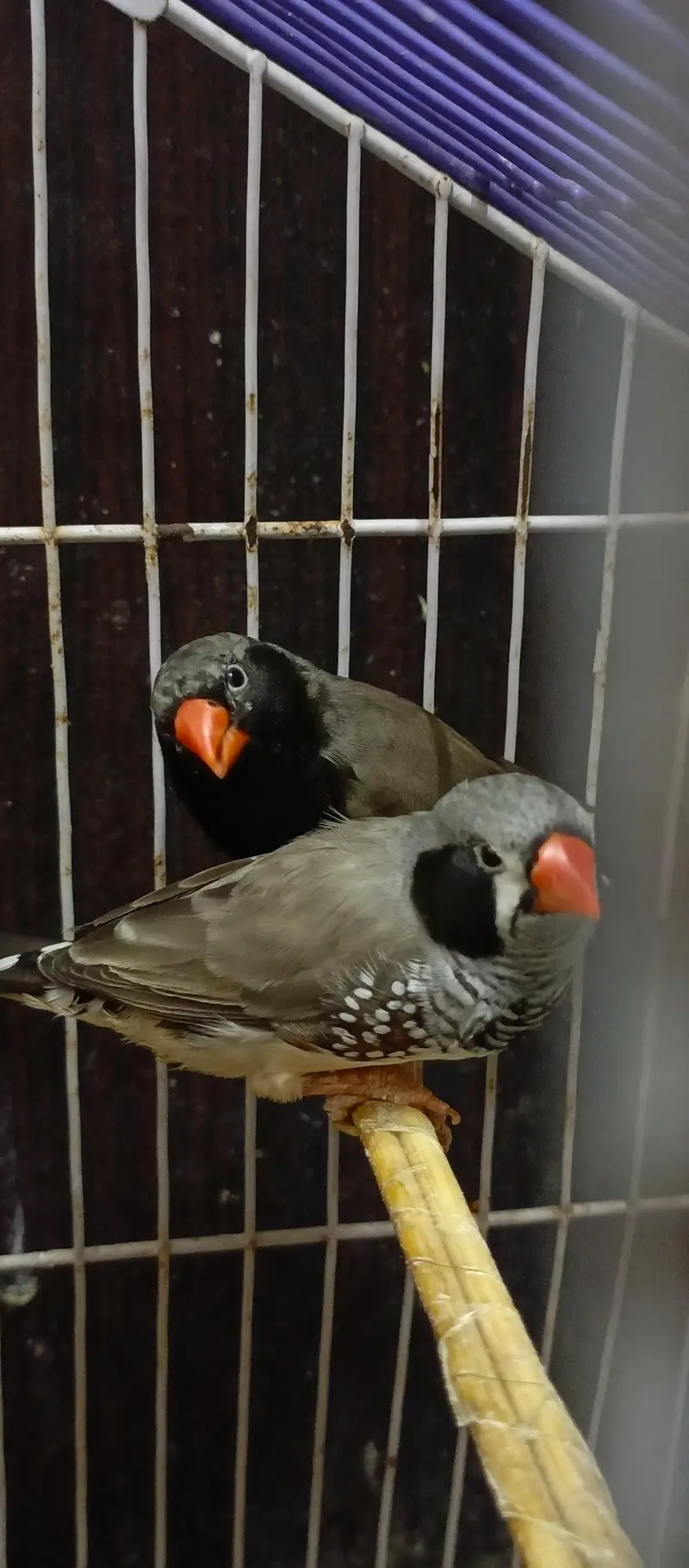Black Cheek Zebra Finches / Complete Setup — photo 5