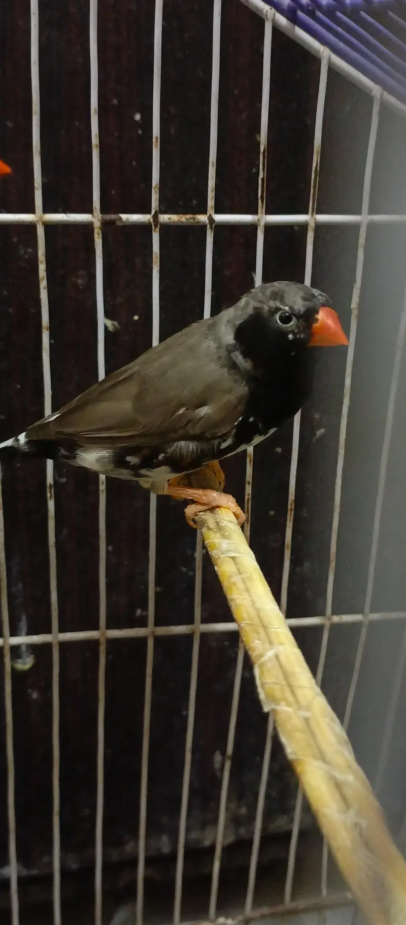 Black Cheek Zebra Finches / Complete Setup — photo 6