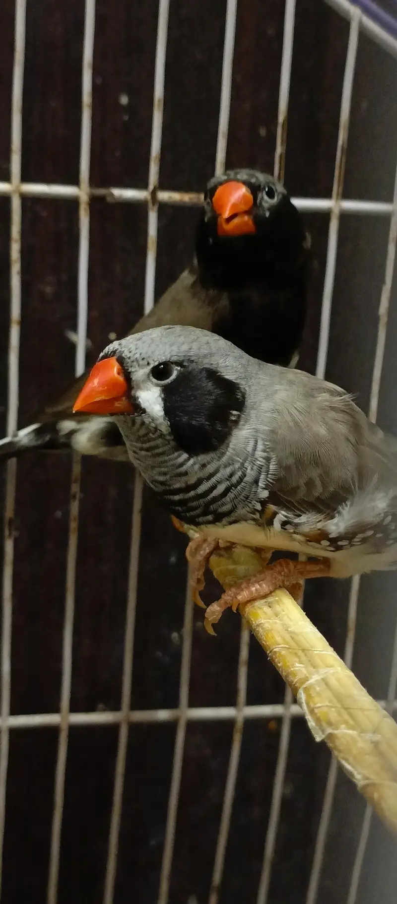 Black Cheek Zebra Finches / Complete Setup — photo 7