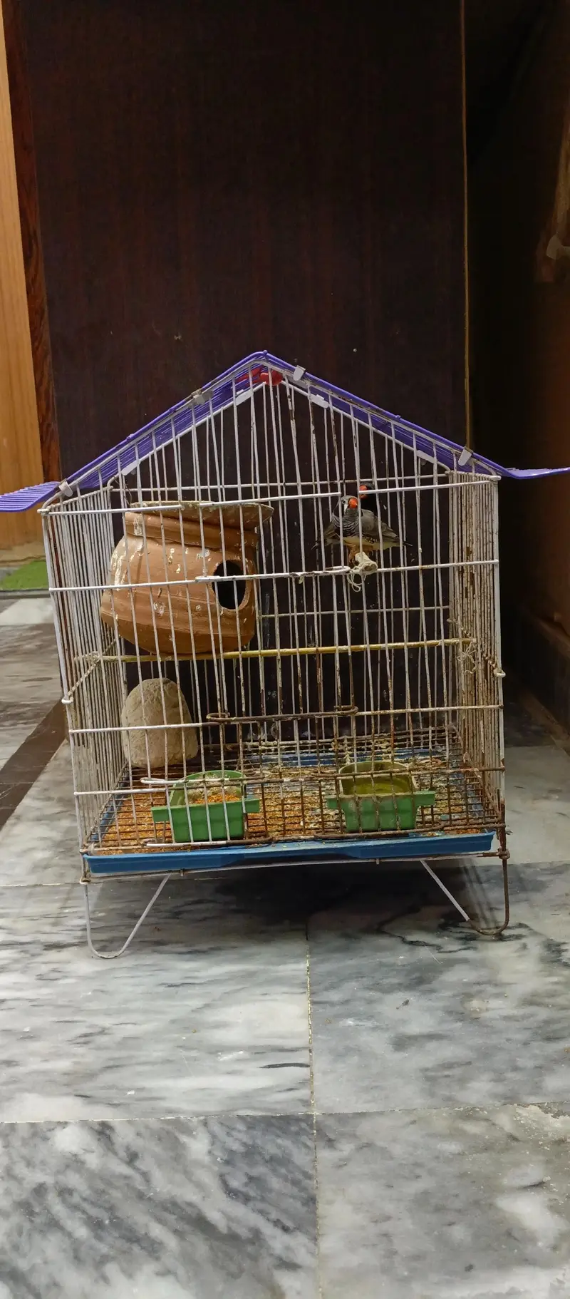 Black Cheek Zebra Finches / Complete Setup — photo 8