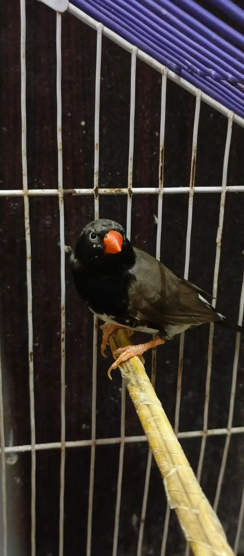 Black Cheek Zebra Finches / Complete Setup — photo 9
