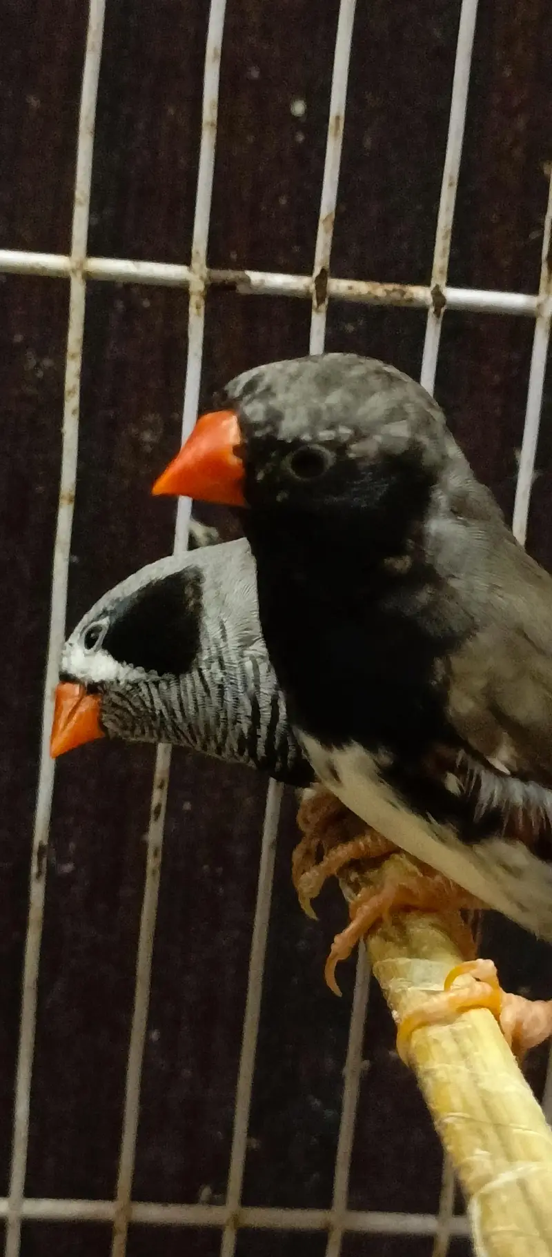 Black Cheek Zebra Finches / Complete Setup — photo 10