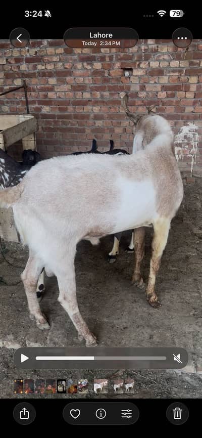 Kamori breedar 4 dant