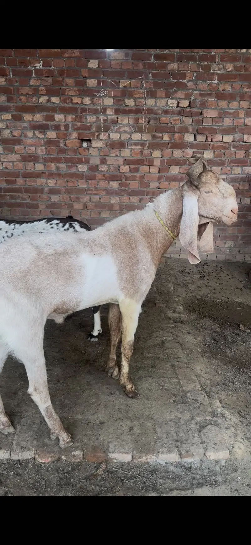 Kamori breedar 4 dant — photo 4