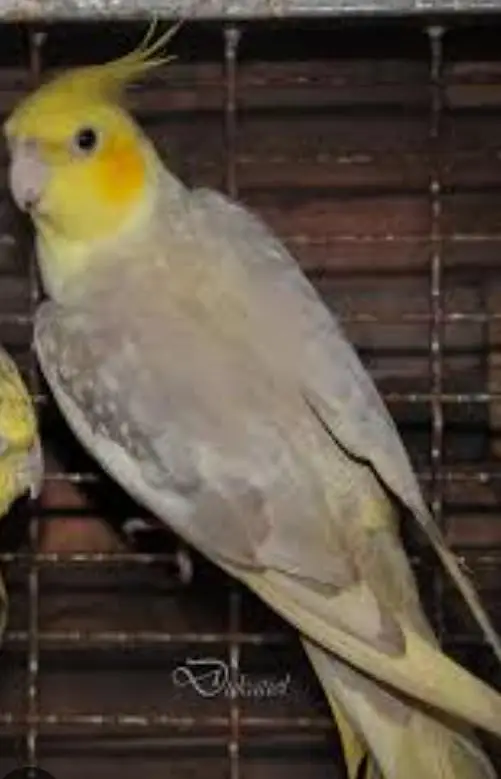  Healthy Breeding Pair Cockatiel | White & Grey | Lahore | Rs. 7,000 — photo 2