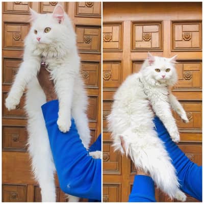 cash on delivery persion kitten cats