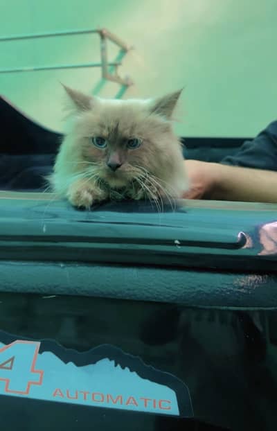 Persian cat