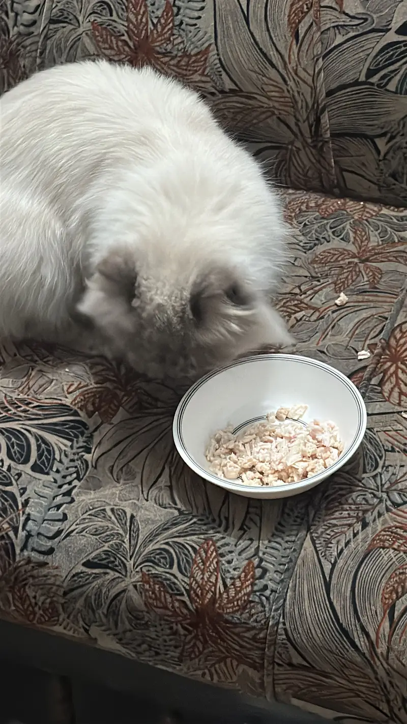 Persian cat — photo 2