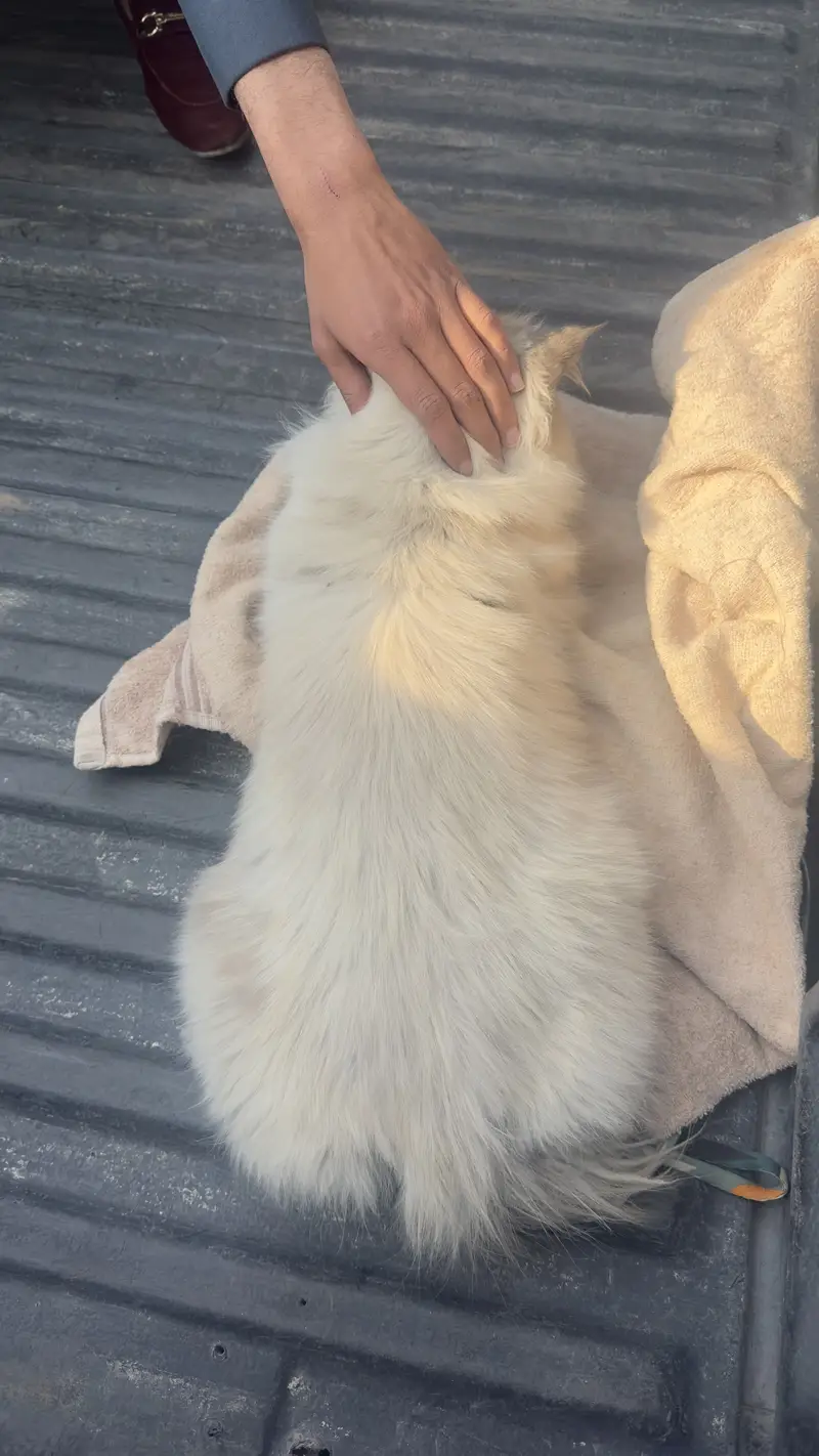 Persian cat — photo 3