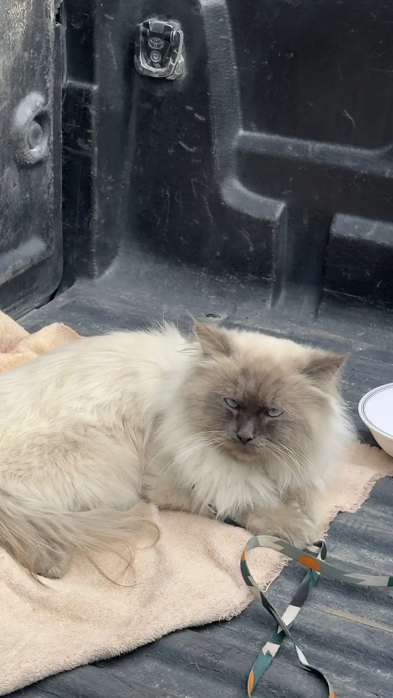 Persian cat — photo 4