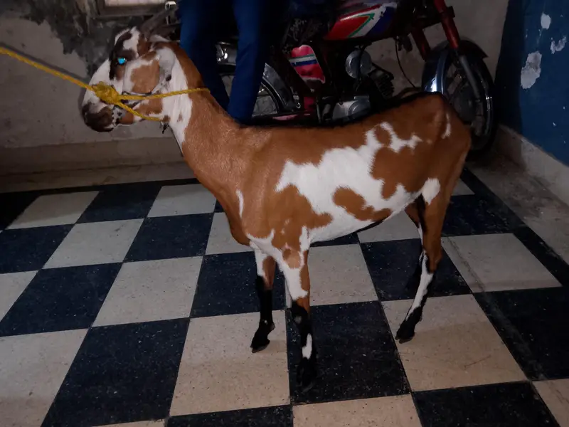 bakri for sale 03331742220 — photo 2