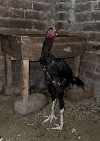 Aseel murga for sale chez ki paichan waly contact karein